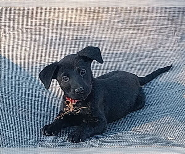 Medium Photo #1 Labrador Retriever-Unknown Mix Puppy For Sale in Mooresville, NC, USA