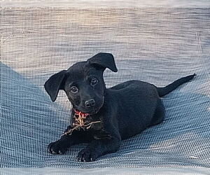 Labrador Retriever-Unknown Mix Dogs for adoption in Mooresville, NC, USA