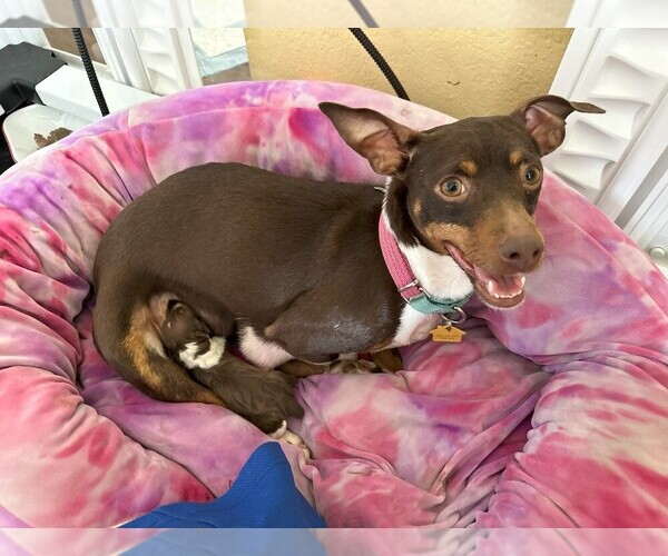 Medium Photo #1 Rat Terrier Puppy For Sale in MOLALLA, OR, USA