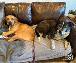 Small #6 Retriever  Mix
