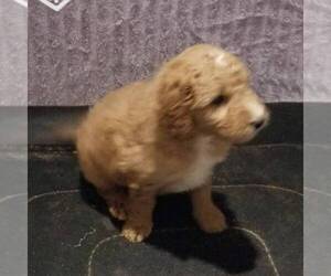 Goldendoodle-Poodle (Miniature) Mix Puppy for sale in ARTHUR, IL, USA
