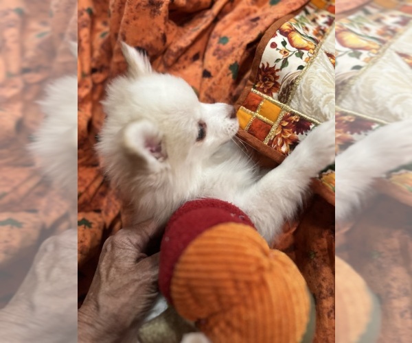 Medium Photo #9 Pomsky Puppy For Sale in GOLDEN VALLEY, AZ, USA