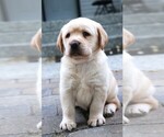 Small Photo #18 Labrador Retriever Puppy For Sale in SYRACUSE, IN, USA