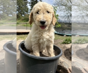 Goldendoodle Puppy for sale in CHENEY, WA, USA