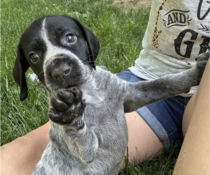 German Shorthaired Pointer Puppy for Sale in STATE COLLEGE, Pennsylvania USA