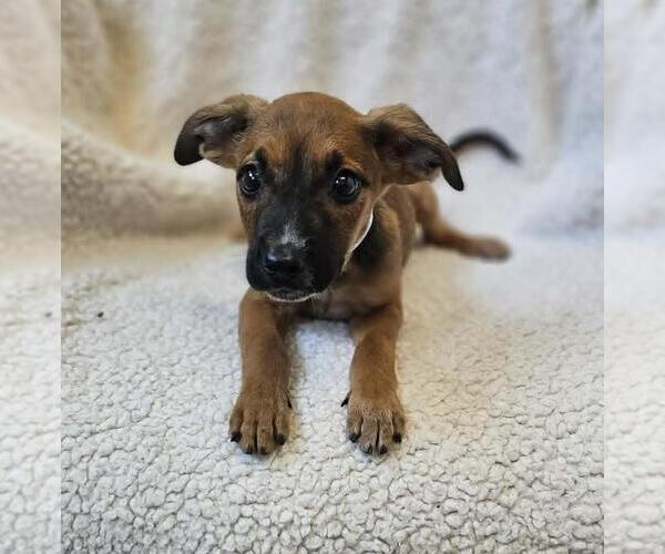 Medium Photo #1 Black Mouth Cur-Unknown Mix Puppy For Sale in Rockwall, TX, USA