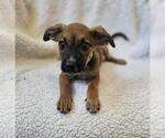 Small Black Mouth Cur Mix