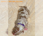 Small #19 American Bully