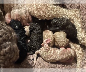 Poodle (Standard) Puppy for sale in JACKSON, TN, USA