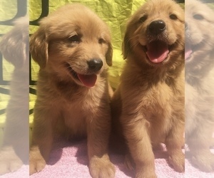 Golden Retriever Puppy for sale in SANTA ANA, CA, USA
