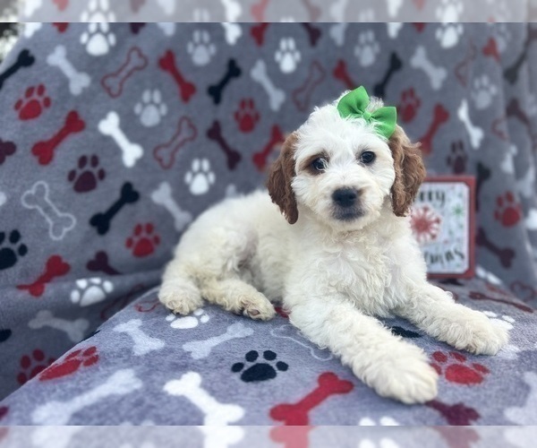 Medium Photo #1 Cock-A-Poo Puppy For Sale in LAKELAND, FL, USA