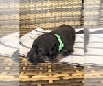 Small #16 German Shepherd Dog
