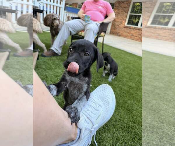 Medium Photo #4 German Shorthaired Pointer-Unknown Mix Puppy For Sale in Greenville, SC, USA
