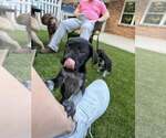 Small #3 German Shorthaired Pointer Mix