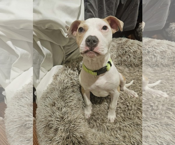 Medium Photo #2 Mutt Puppy For Sale in Woodbury, NY, USA