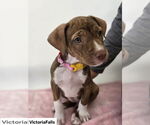 Small #1 American Pit Bull Terrier-Labrador Retriever Mix