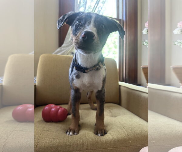 Medium Photo #2 Catahoula Leopard Dog Puppy For Sale in Germantown, OH, USA