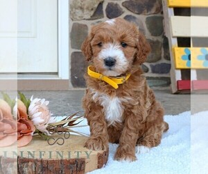 Goldendoodle (Miniature) Puppy for sale in GORDONVILLE, PA, USA