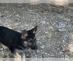 Small Photo #6 German Shepherd Dog Puppy For Sale in WALTON, KY, USA