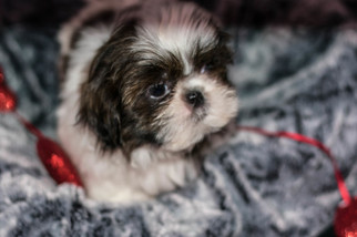 Shih Tzu Puppy for sale in CUYAHOGA FALLS, OH, USA