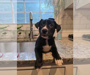 SHY - Female Mutt Dog for Adoption - Photo #3