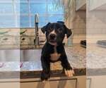 Small Photo #3 Mutt Puppy For Sale in Woodbury, NY, USA