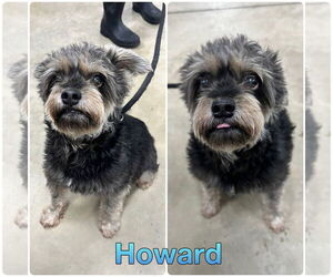 Mutt Dogs for adoption in Pierceton , IN, USA