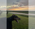 Small #5 Doberman Pinscher