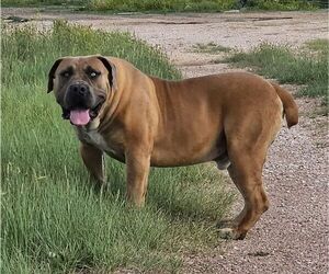 Father of the Boerboel puppies born on 07/21/2023