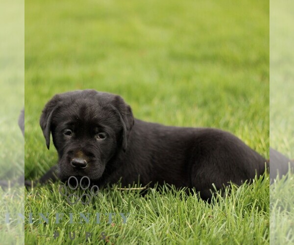 Medium Photo #5 Labrador Retriever Puppy For Sale in RONKS, PA, USA