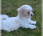 Small #1 Havanese