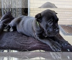 Image preview for Ad Listing. Nickname: Litter of 4