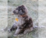 Small #1 Goldendoodle