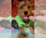 Small Photo #23 Yorkshire Terrier Puppy For Sale in AKRON, OH, USA
