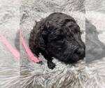 Small Photo #7 Labradoodle Puppy For Sale in PIERSON, FL, USA