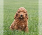 Small #3 Goldendoodle