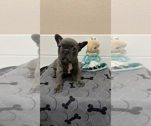 French Bulldog Puppy for Sale in ALTA LOMA, California USA