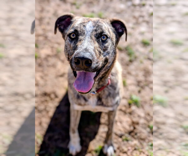 Medium Photo #4 Gerberian Shepsky Puppy For Sale in White Bluff, TN, USA