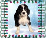 Small Photo #45 Bernedoodle Puppy For Sale in BLACK FOREST, CO, USA
