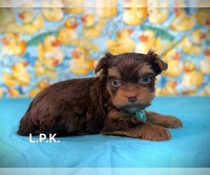 Yorkshire Terrier Puppy for sale in WINNSBORO, LA, USA