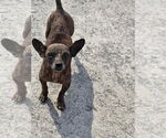 Small #1 Chihuahua Mix