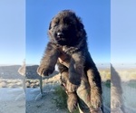 Small #5 German Shepherd Dog