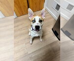 Small #2 Siberian Husky Mix