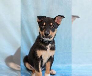Mutt Dogs for adoption in Gloversville, NY, USA