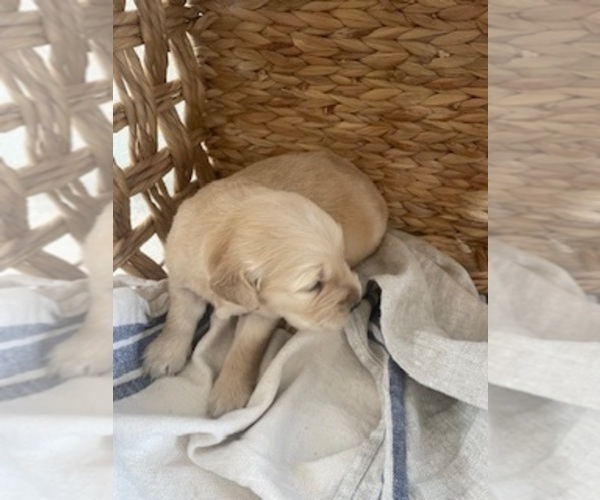 Medium Photo #15 Golden Retriever Puppy For Sale in MERCED, CA, USA