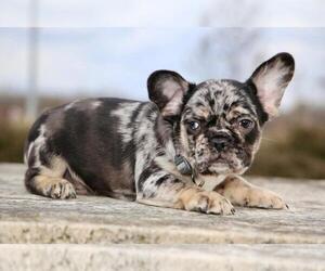 French Bulldog Puppy for sale in BROOKLYN, NY, USA