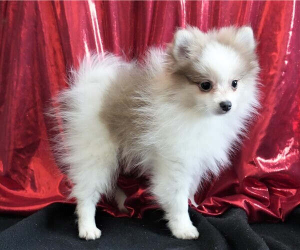 Medium Photo #3 Pomeranian Puppy For Sale in ROCK VALLEY, IA, USA