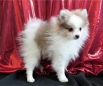 Small Photo #3 Pomeranian Puppy For Sale in ROCK VALLEY, IA, USA