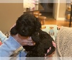 Small Photo #4 Australian Labradoodle Puppy For Sale in MOUNT JACKSON, VA, USA