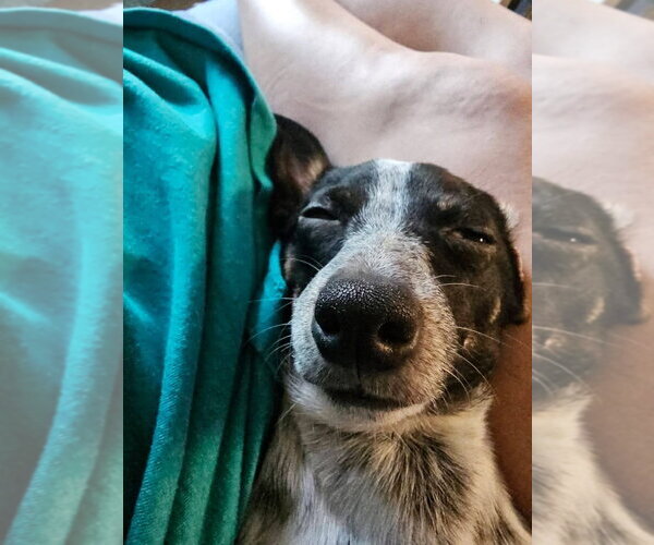 Medium Photo #3 Dachshund Puppy For Sale in FRAMINGHAM, MA, USA